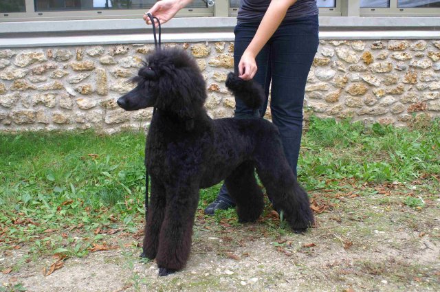 foire-haricots 2011-09-17et18